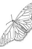Аполлон бабочка раскраска