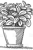 Раскраска фикус