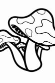 Мухомор и белый гриб раскраска
