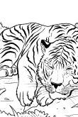 Амурский тигр для раскраски