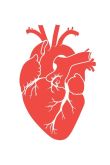 Анатомическое сердце трафарет