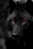 Фото черного волка на аватарку