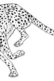Животное ягуар раскраска