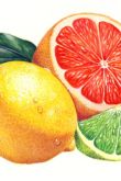 Три апельсина иллюстрации