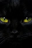 Фото черной кошки на аватарку
