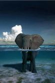 Слон ава