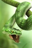 Красивые фото змей на аватарку