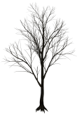 Картинка дерева без листьев на белом фоне