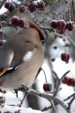 Зимующие птицы картинки