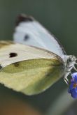 Белые бабочки картинки