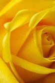Желтые розы картинки