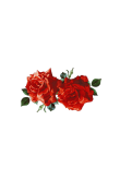 Букет красных роз прозрачная картинка