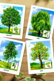 Лиственные деревья картинки для детей