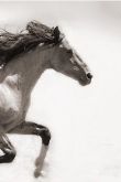 Бегущие лошади картинки