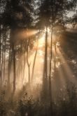 Солнечный лес картинки