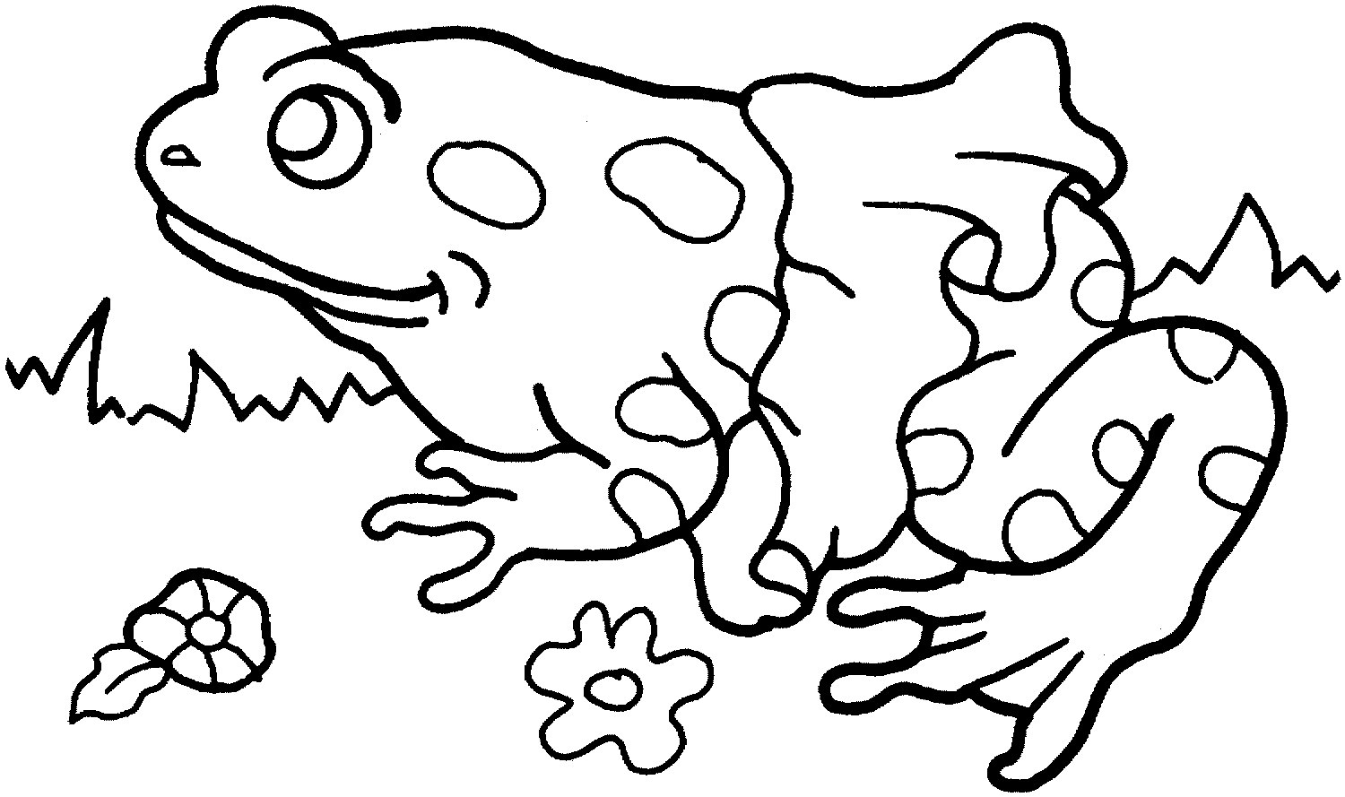 Сибирская лягушка раскраска