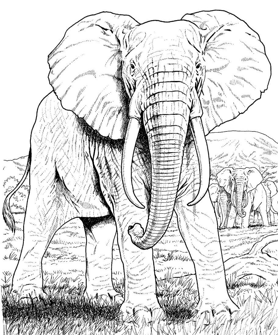 Слон раскраска