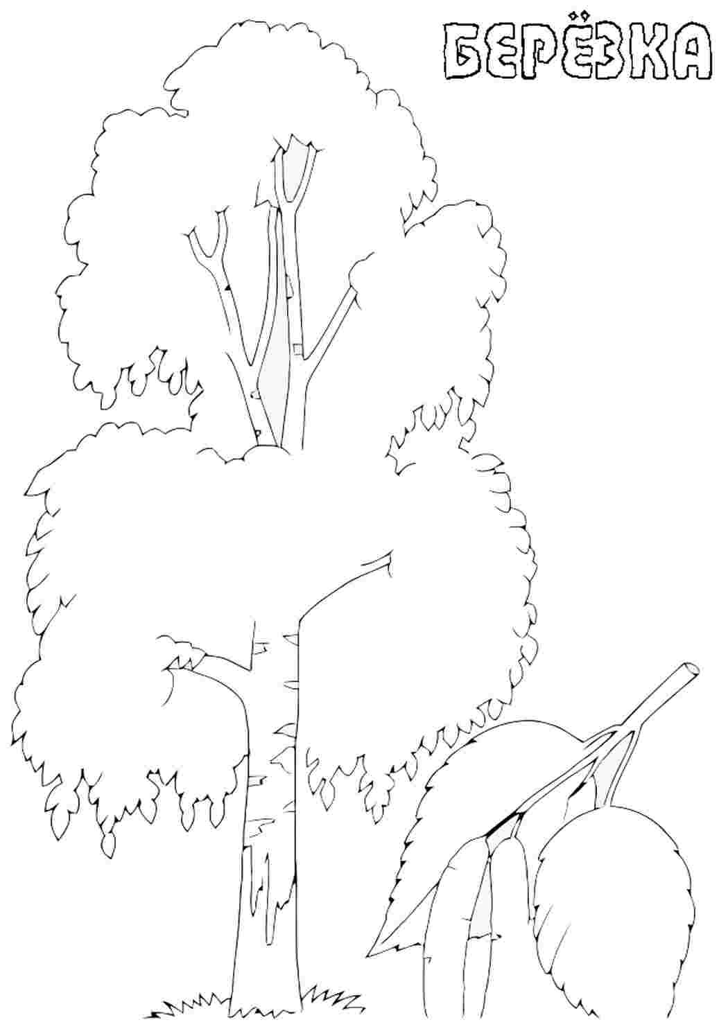 Раскраска дерево без листьев