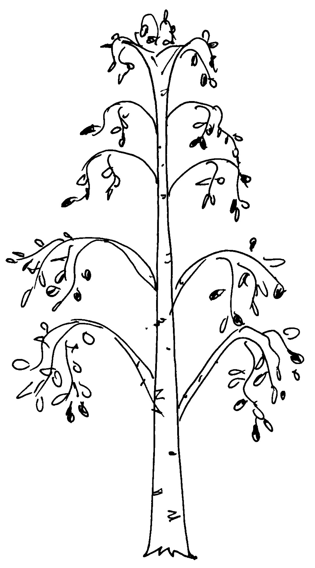 Береза черно белая