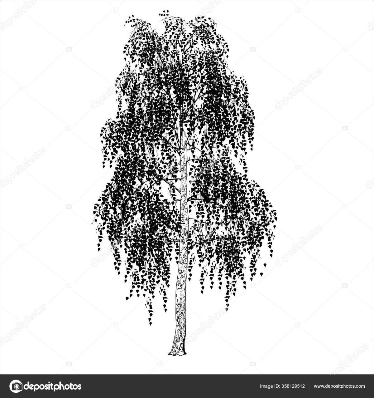 Береза раскраска для детей