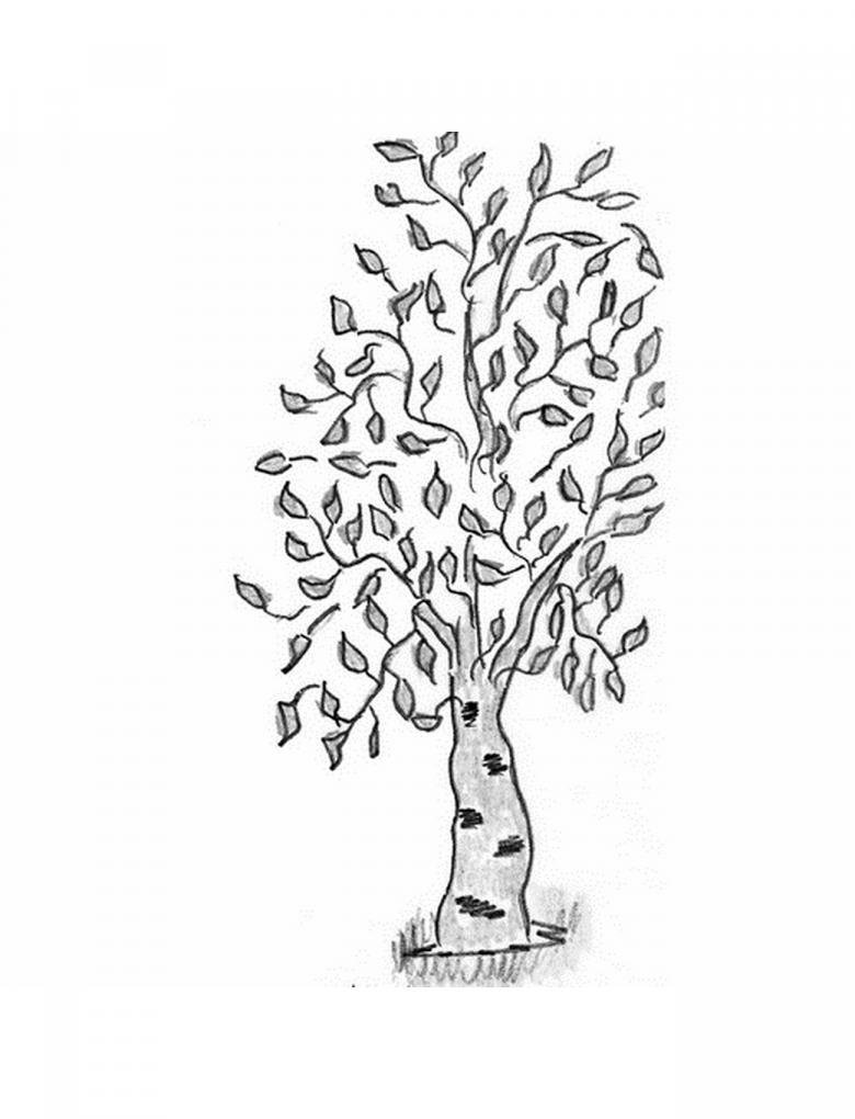 Береза рисунок