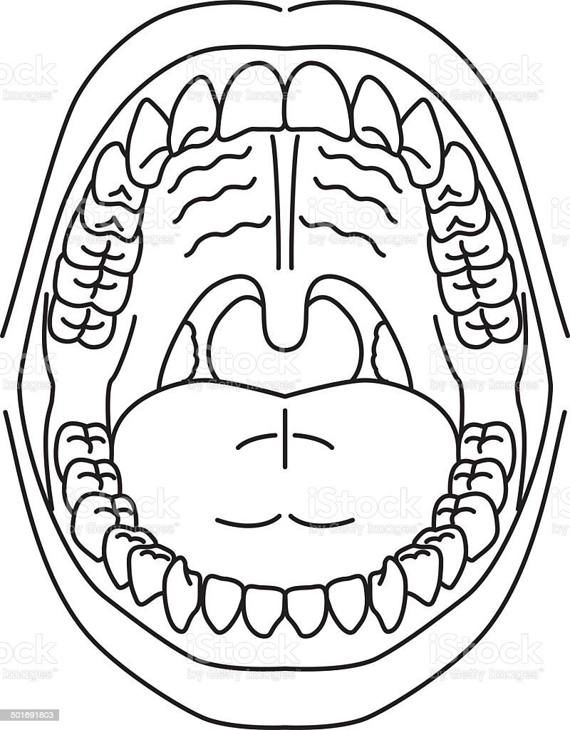 Открытая полость рот с зубами для раскрашивания