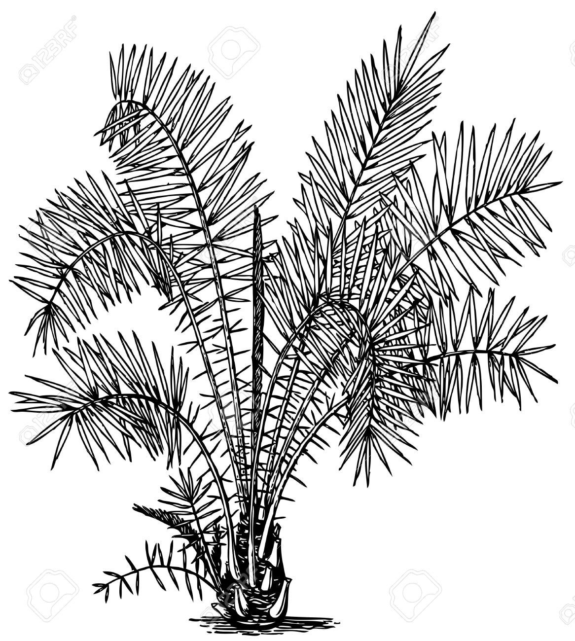 Финиковая Пальма стилизация