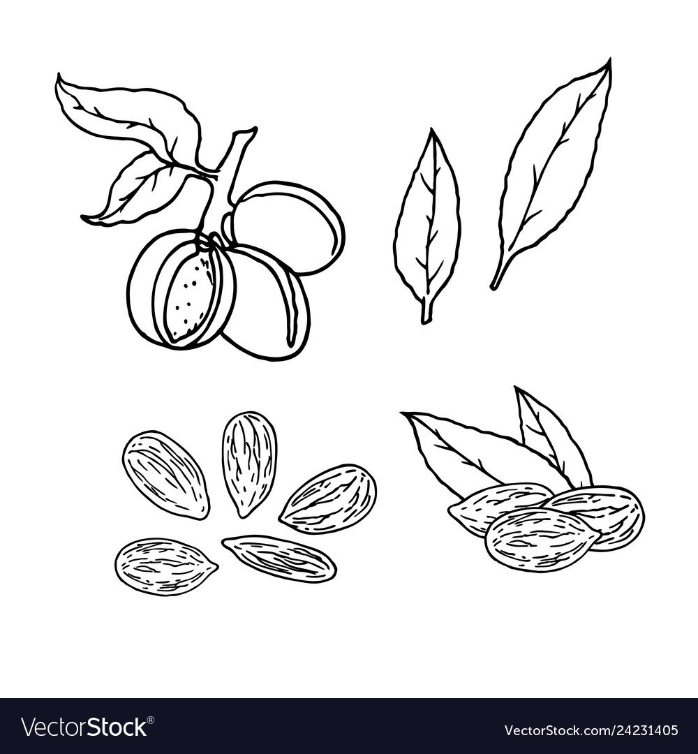 Лист миндаля вектор