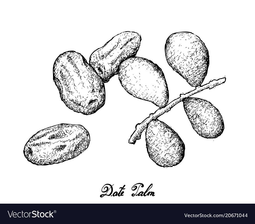 Финик раскраска