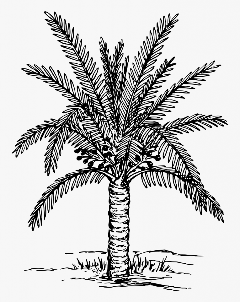 Финиковая Пальма