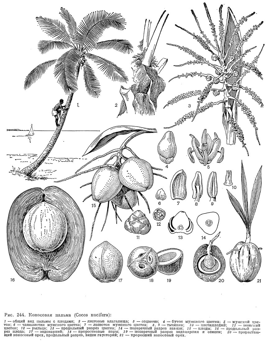 Строение плода кокоса