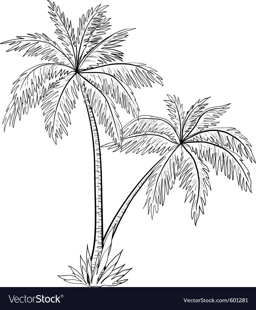Пальма эскиз