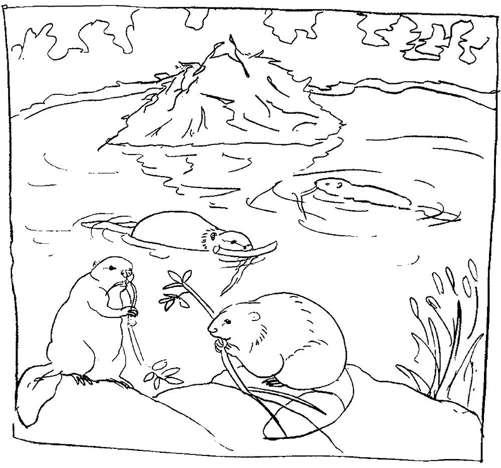 Бобер нарисованный