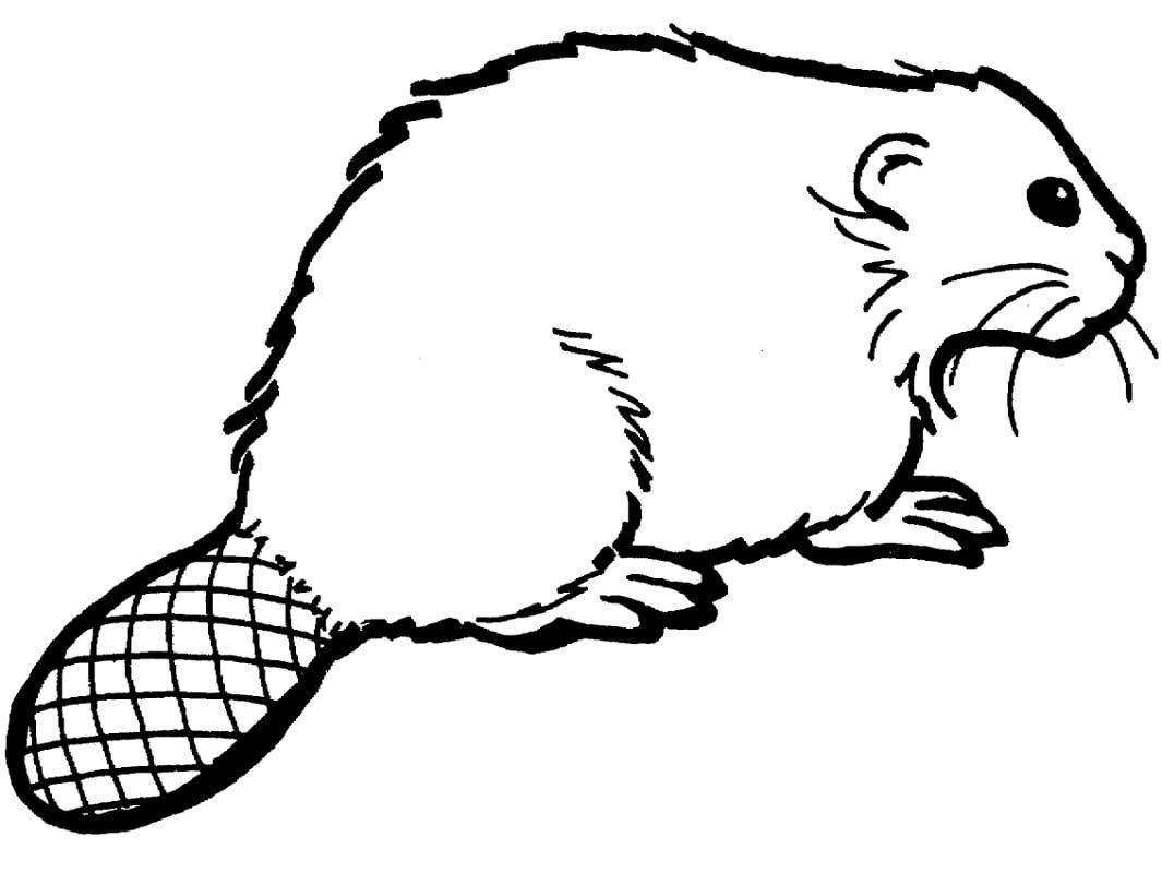 Раскраска бобра
