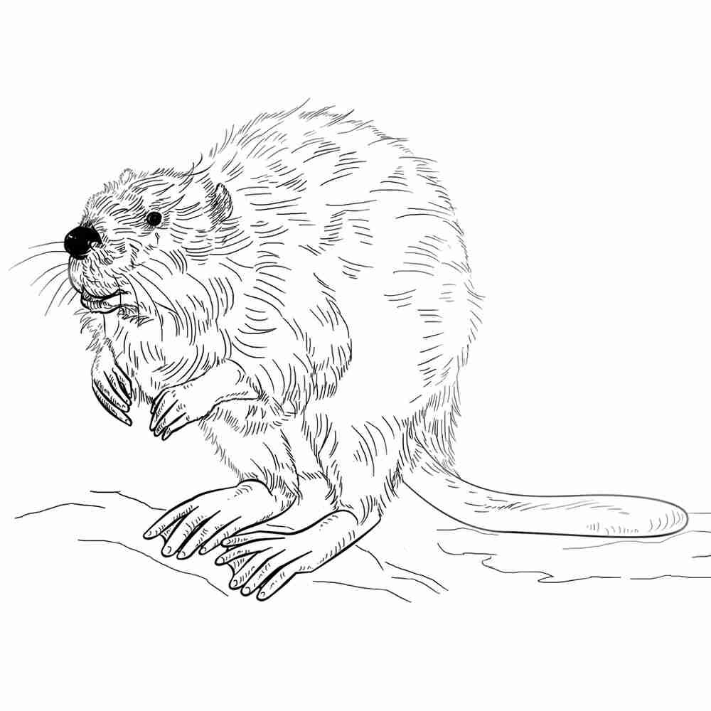 Бобер раскраска