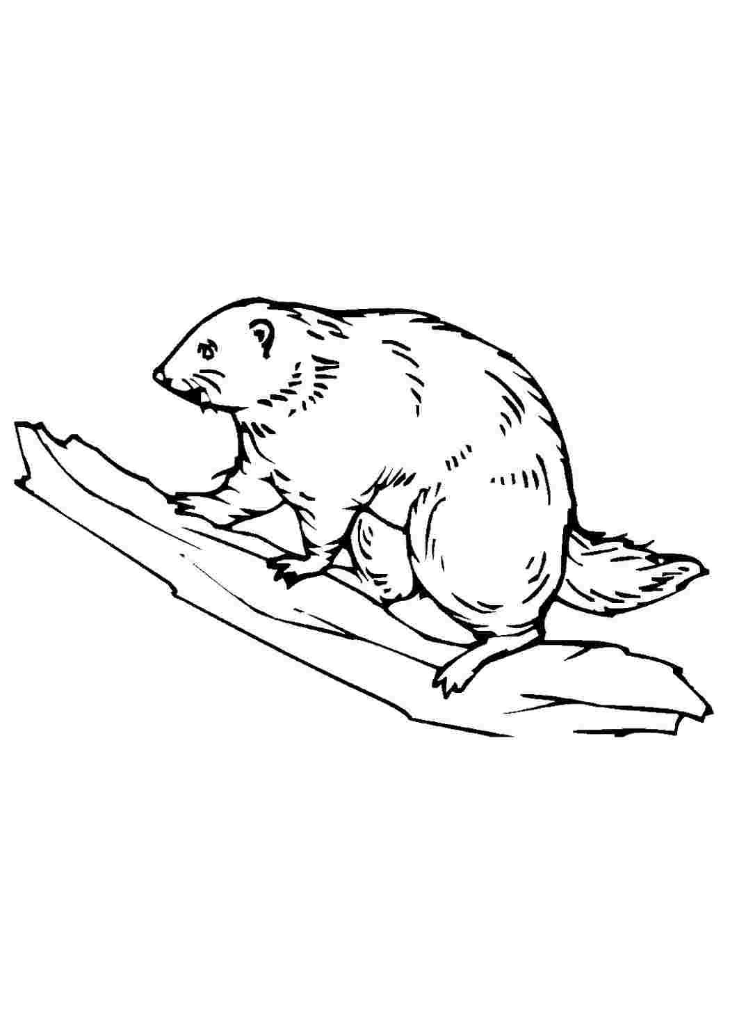 Раскраска Бобр добр