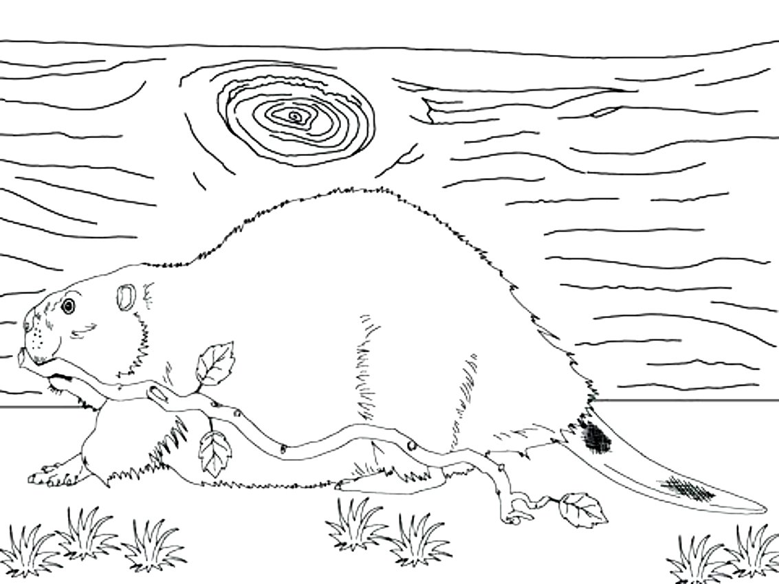 Бобр раскраска