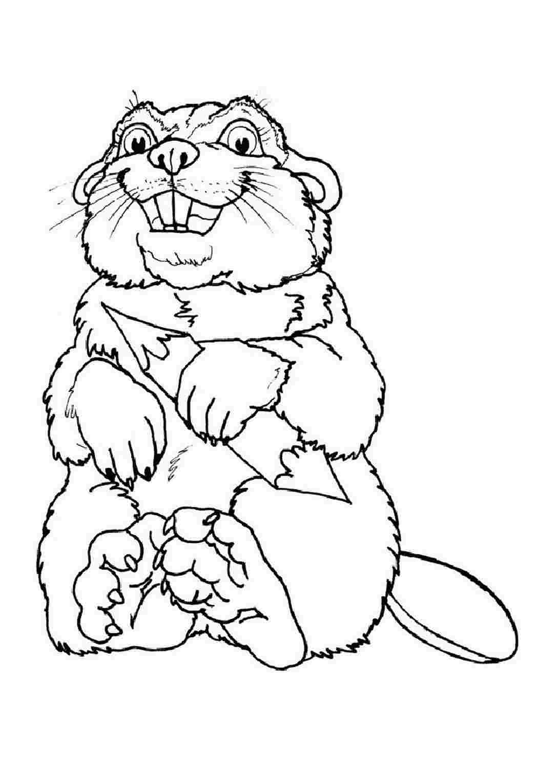 Бобер раскраска