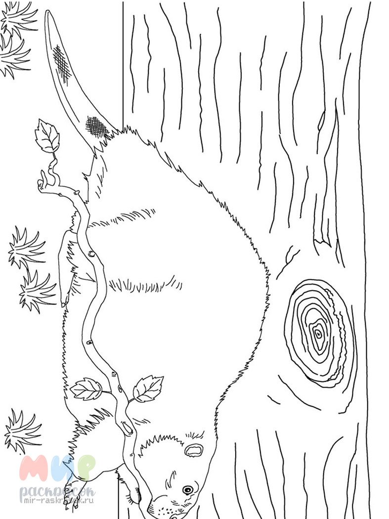 Раскраска бобры для детей