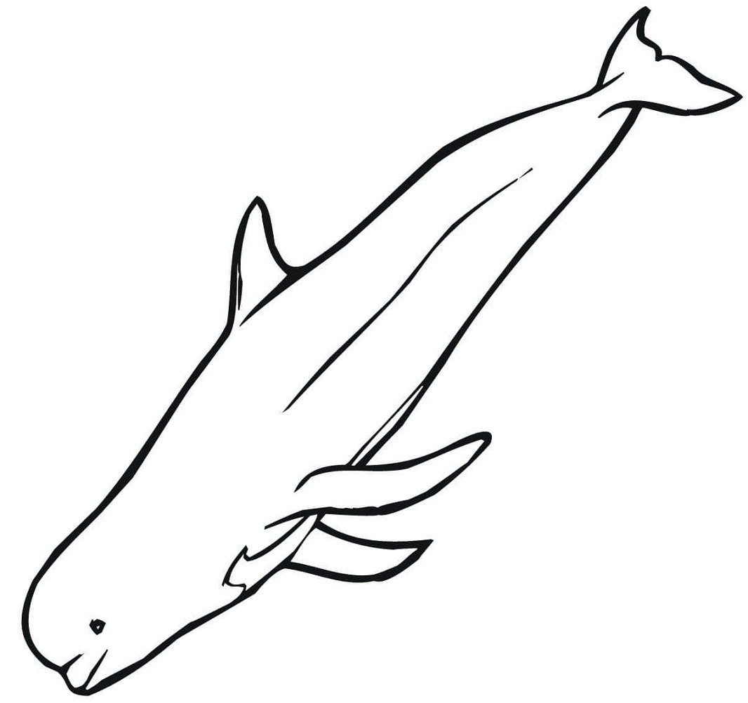 Белуга раскраска для детей