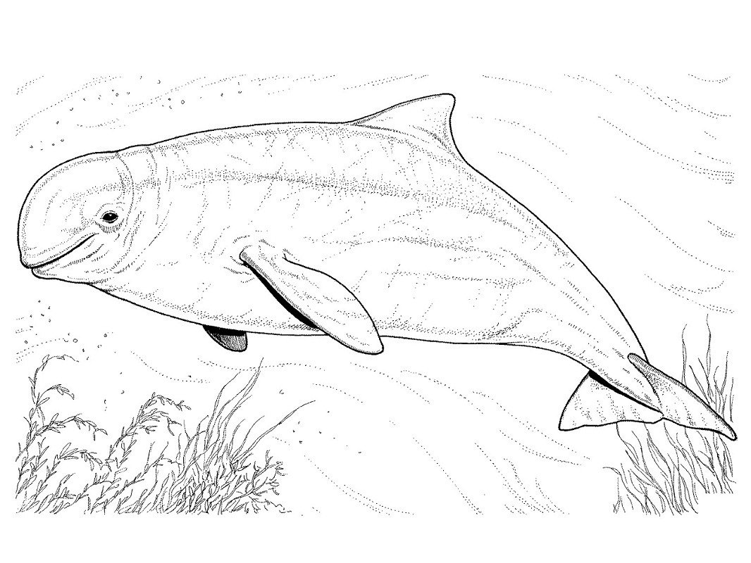 Морские млекопитающие раскраска