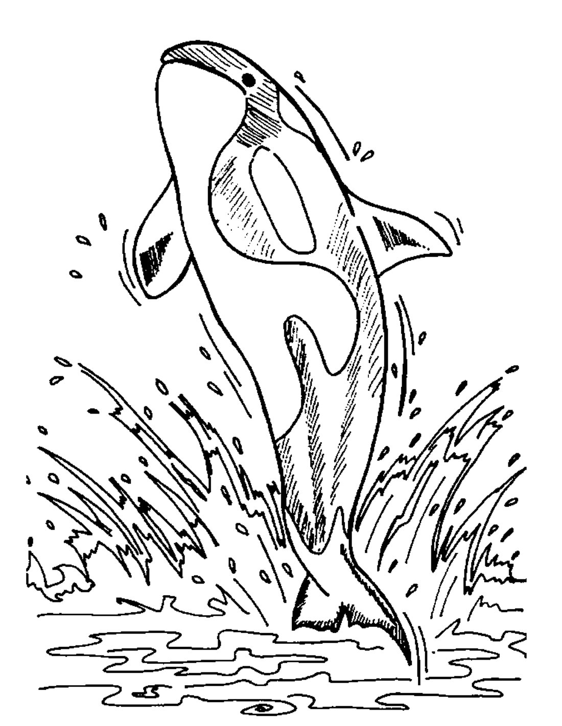 Касатка раскраска