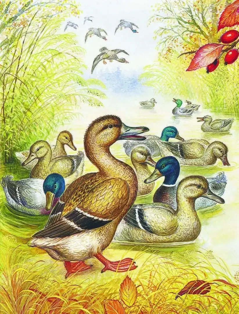 Иллюстрации к рассказу ребята и утята Пришвина