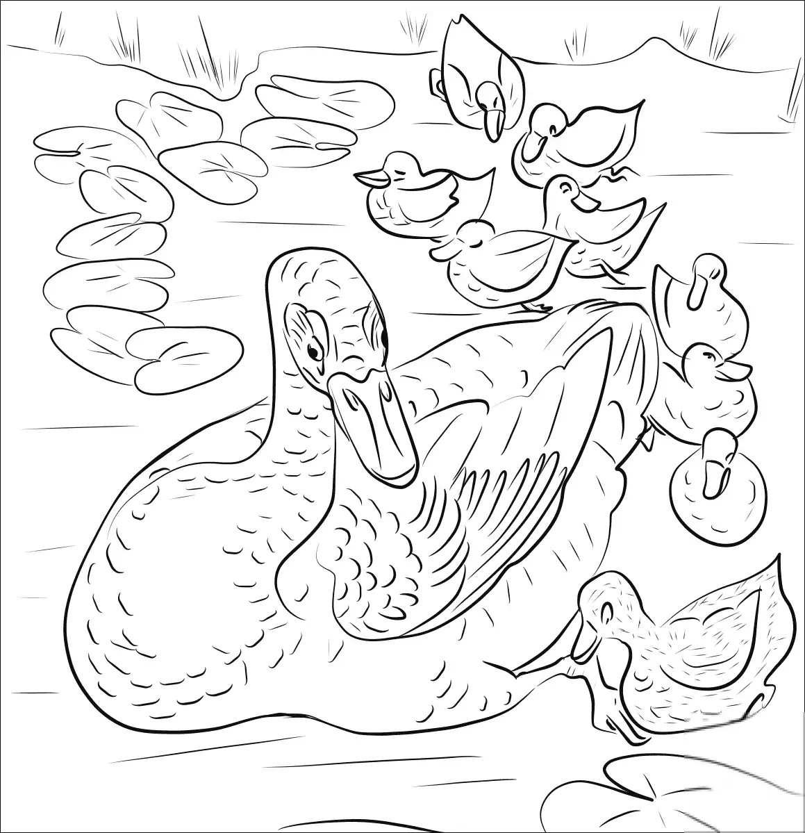 Утка хромка пришвин