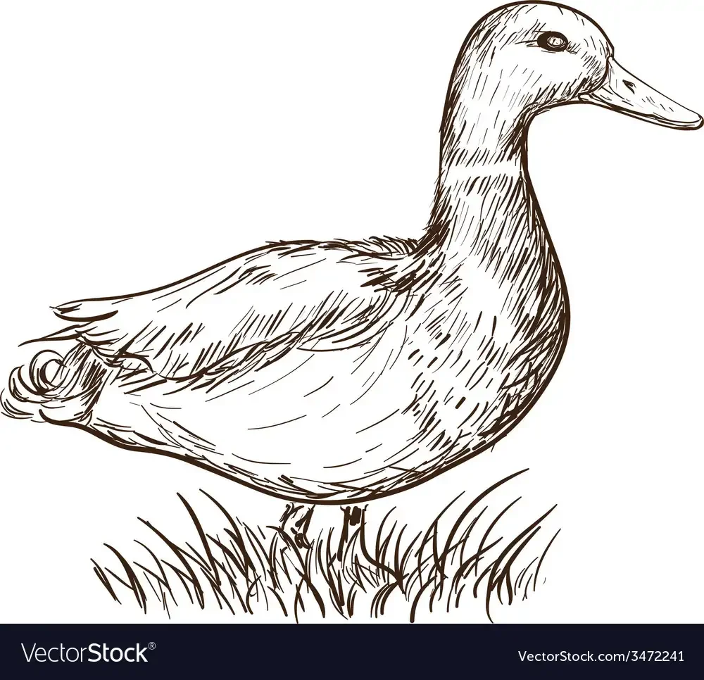Раскраска диких уток