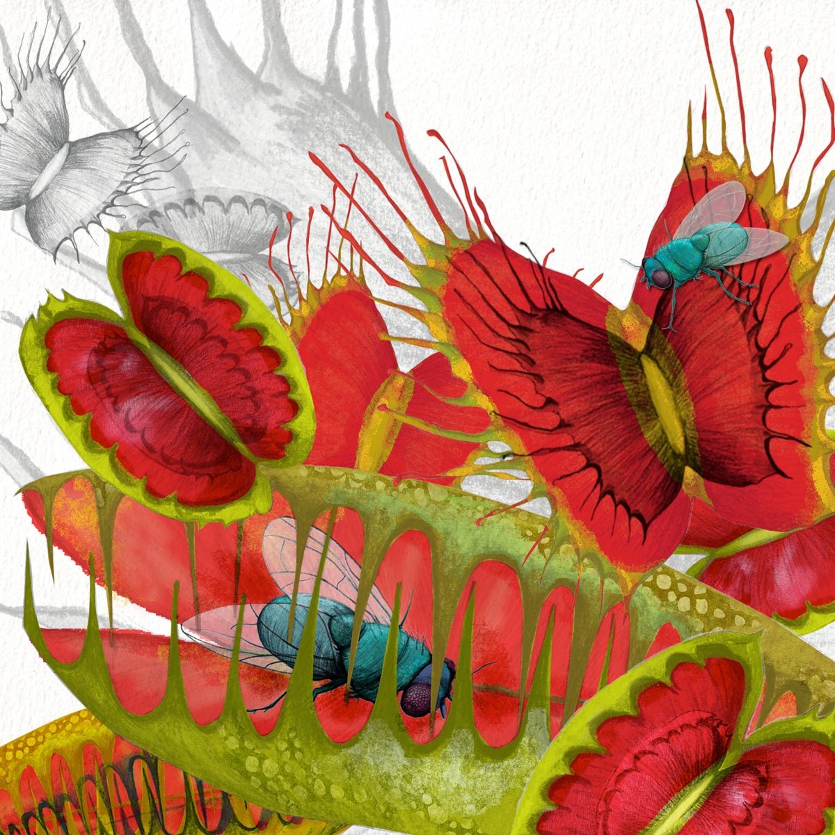 Венерина мухоловка Art