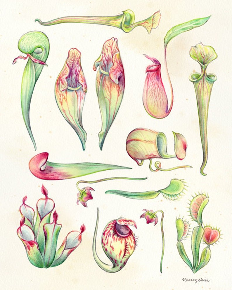 Необычный цветок рисунок