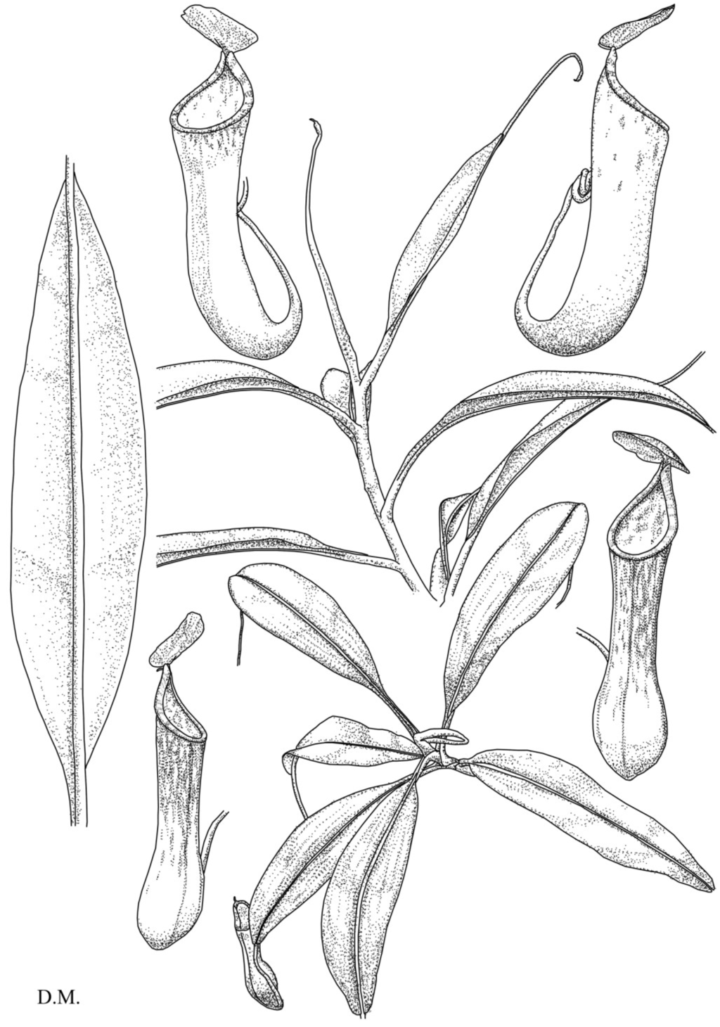 Непентес трихомы