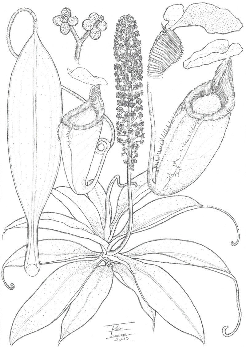 Растение хищник раскраска