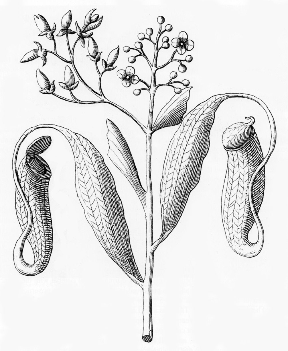 Nepenthes distillatoria